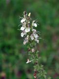 Salvia austriaca. Верхушка соцветия. Крым, Бахчисарайский р-н, Качинский каньон, скала Бурун-Кая, луговой склон. 04.06.2016.