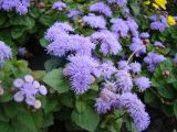 Ageratum houstonianum. Верхушки цветущих растений. г. Самара, набережная р. Волга, цветник. 17 сентября 2013 г.