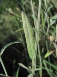 Xeranthemum cylindraceum