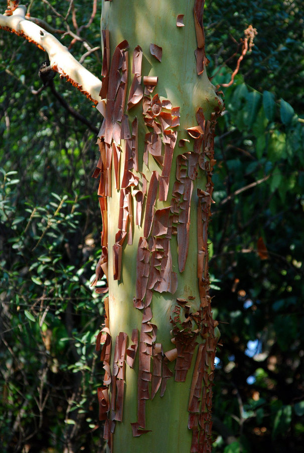 Image of Arbutus andrachne specimen.