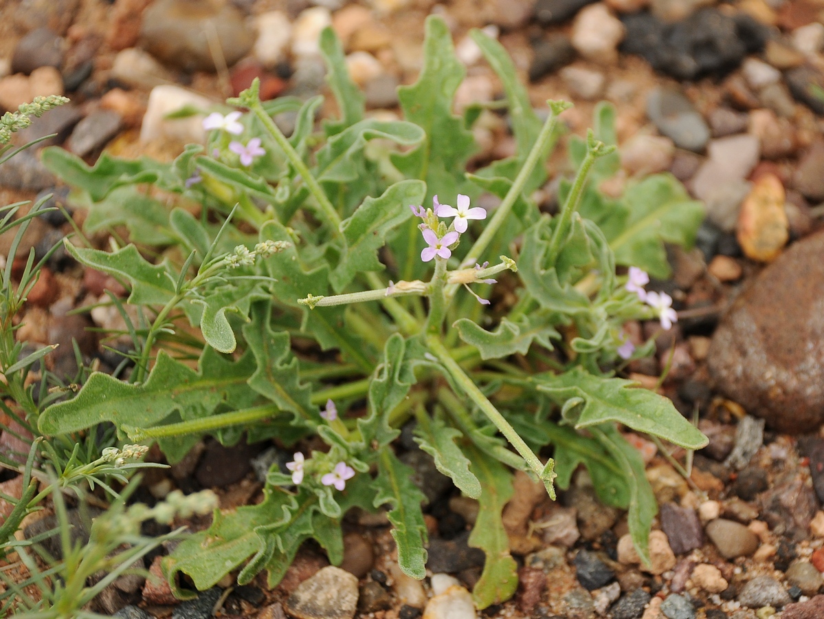 Изображение особи Matthiola parviflora.