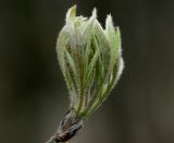 Sorbus aucuparia