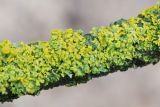 Xanthoria polycarpa. Слоевища с апотециями на сухой пихтовой ветви. Кировская обл., г. Кирово-Чепецк, лесопарк. 17.05.2017.