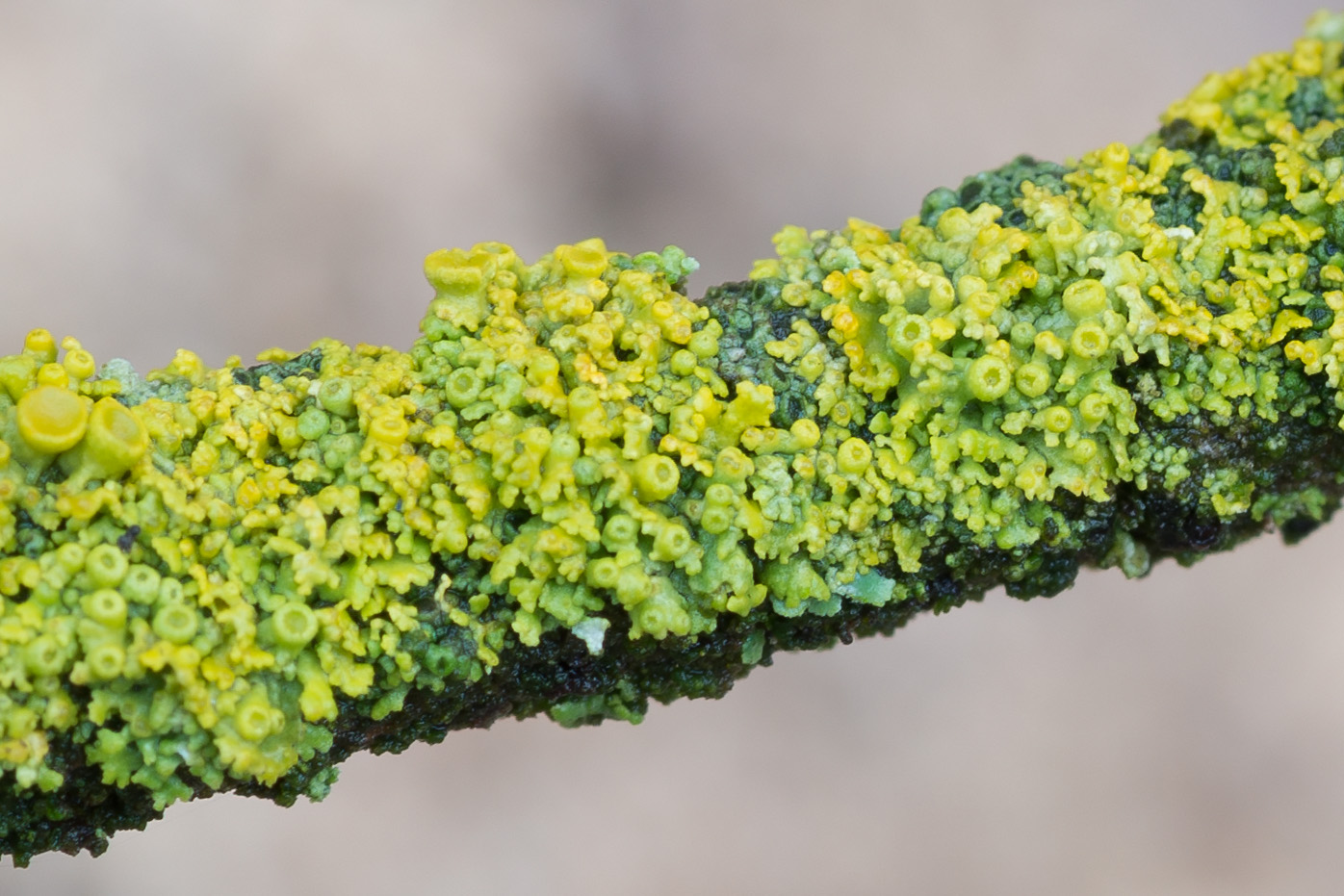 Изображение особи Xanthoria polycarpa.