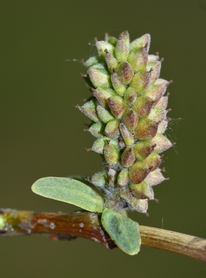Image of Salix integra specimen.