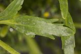 Ranunculus sceleratus. Лист в средней части растения. Крым, пос. Голубинка, на краю канавы. 19.06.2017.