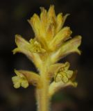 Orobanche laxissima