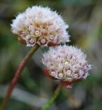 Armeria scabra. Соплодия. Коми, Интинский р-н, Приполярный Урал, хр. Росомаха, водораздел р. Балбанъю и руч. Еркусей, западные отроги г. Чёрная, скально-осыпные выходы доломитов на крутом склоне. 05.08.2017.