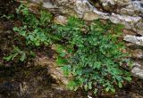 Conocephalum conicum. Растения на скале. Адыгея, пос. Каменномостский, Хаджохская теснина. 11.08.2008.