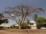 Delonix regia