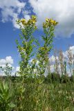 Hypericum perforatum. Цветущие растения. Псковская обл., Опочецкий р-н, 393 км шоссе М20, суходольный луг на старой залежи. 26.06.2018.