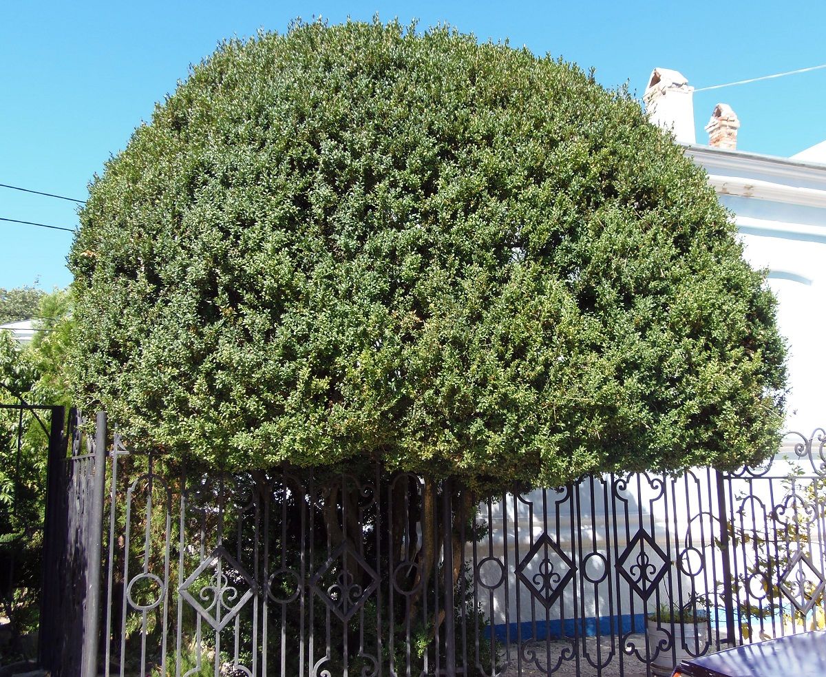 Image of Buxus sempervirens specimen.