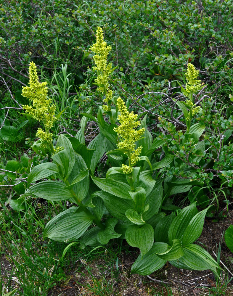 Изображение особи Veratrum lobelianum.