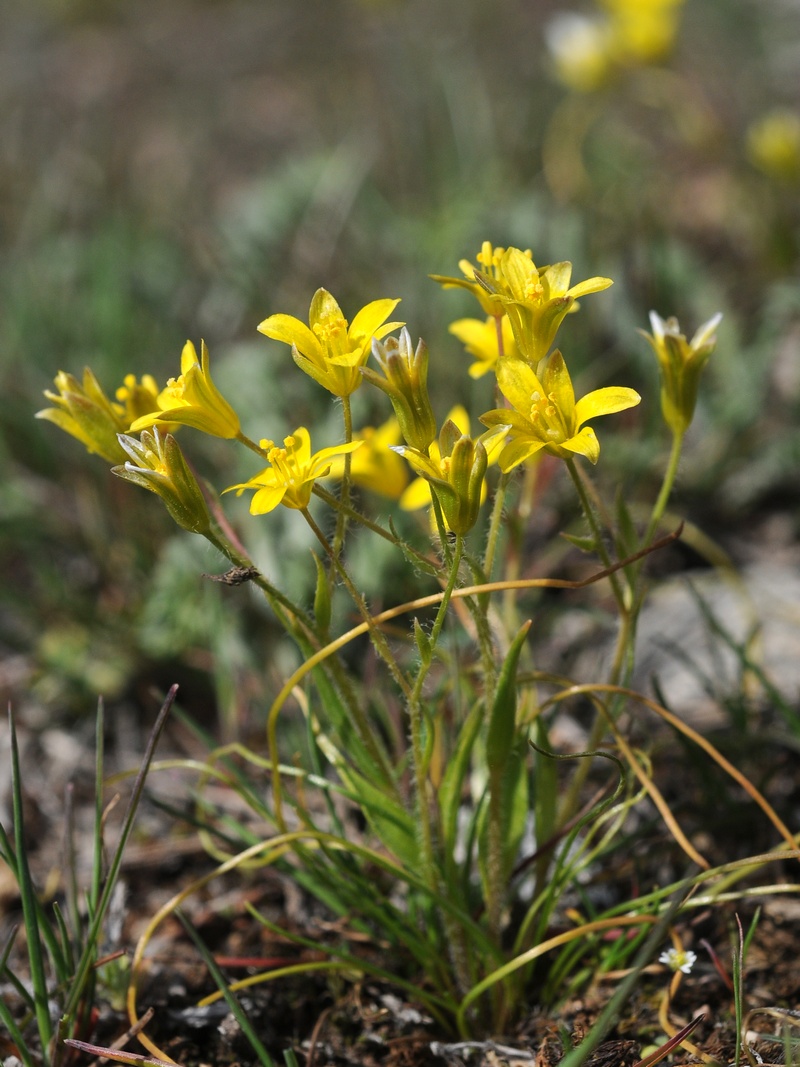 Изображение особи Gagea minutiflora.