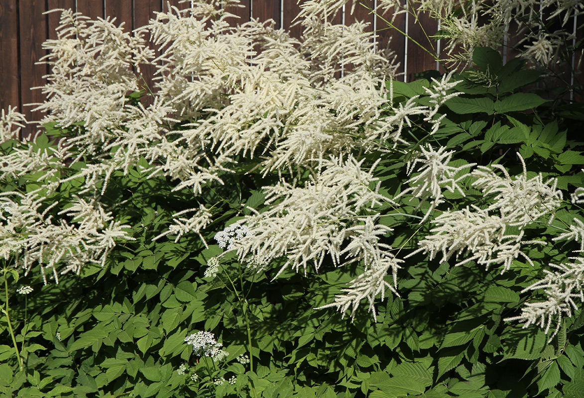 Изображение особи Aruncus sylvestris.