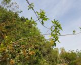 Heteromorpha arborescens