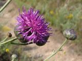 Centaurea adpressa. Сформировавшееся и развивающиеся соцветия. Украина, г. Запорожье, о-в Хортица, северный берег, степная растительность на скальном основании. 21.06.2020.