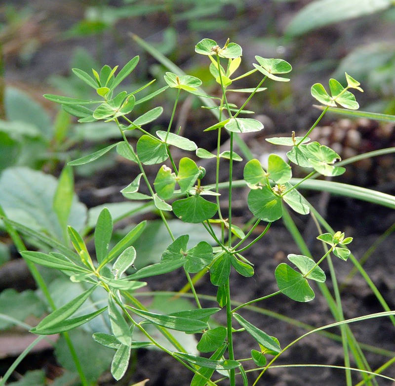 Изображение особи Euphorbia borealis.