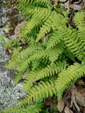 Polypodium sibiricum