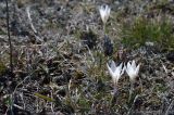 Crocus reticulatus