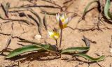 Tulipa turkestanica