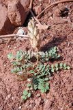 Astragalus rumpens. Плодоносящее растение. Узбекистан, Сурхандарьинская обл., горы Байсунтау, окр. кишлака Кызылнаур, глинисто-щебнистый краснозёмный склон. 29.05.2021.