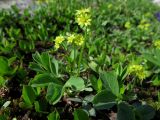 Sibbaldia procumbens