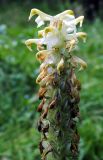 Pedicularis compacta. Часть соцветия. Республика Алтай, Онгудайский р-н, г. Вершина Тияхты, около 1800 м н.у.м., поляна в кедраче. 29.07.2010.