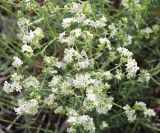 Galium album