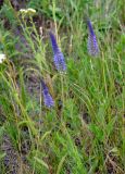 Veronica spicata