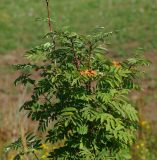 Sorbus aucuparia