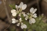 Orlaya daucoides. Соцветие. Крым, Бахчисарайский р-н, окр. пгт Куйбышево, склон каменистого холма. 02.05.2022.