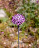 Allium carmeli