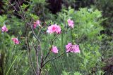 род Rhododendron