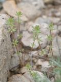 Galium verticillatum