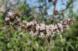 Mentha spicata