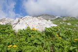 Trollius ranunculinus