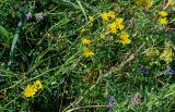 Hieracium umbellatum