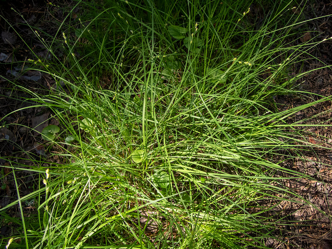 Изображение особи Carex brunnescens.