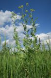 Sisymbrium loeselii