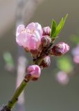 Persica vulgaris. Верхушка побега с цветком и бутонами. Израиль, г. Яффо, в культуре. 02.03.2024.