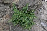Parietaria judaica. Цветущее растение. Грузия, г. Тбилиси, на скале. 10.06.2023.