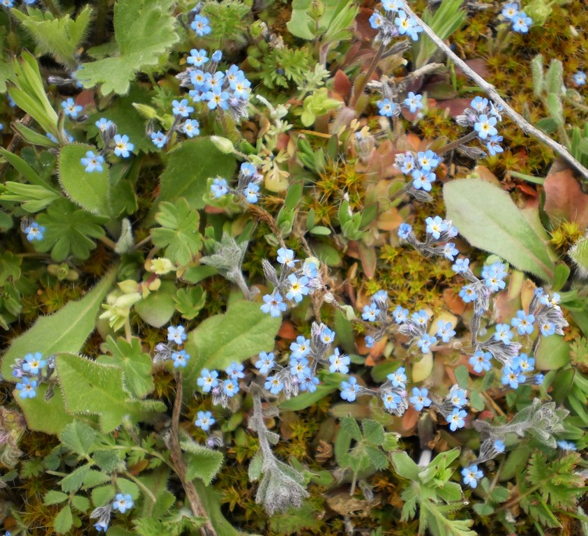 Изображение особи Myosotis incrassata.