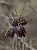 Fritillaria ruthenica