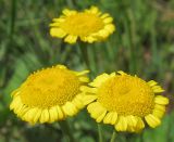 Tanacetum millefolium