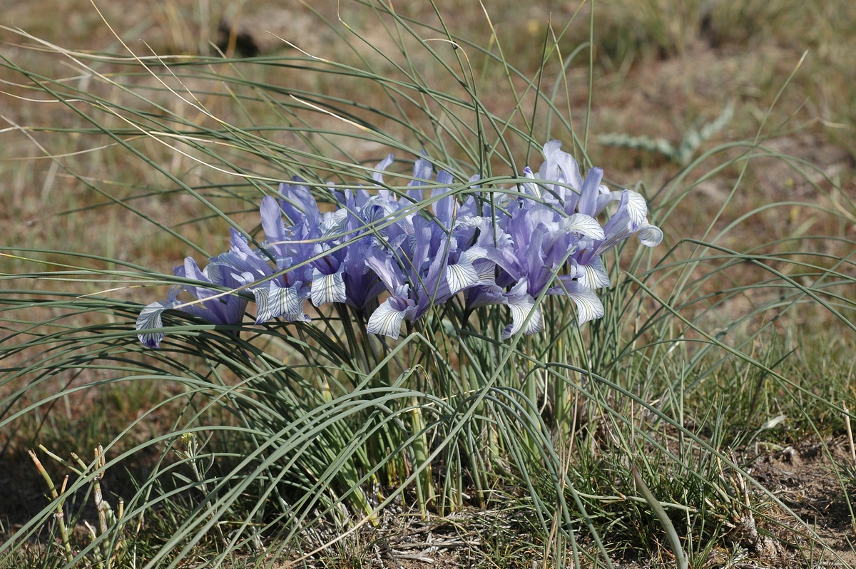 Изображение особи Iris tenuifolia.