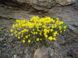 Draba sibirica