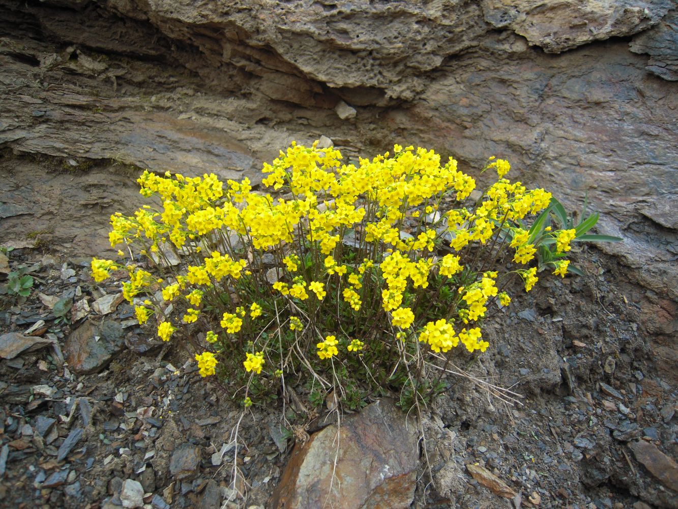 Изображение особи Draba sibirica.