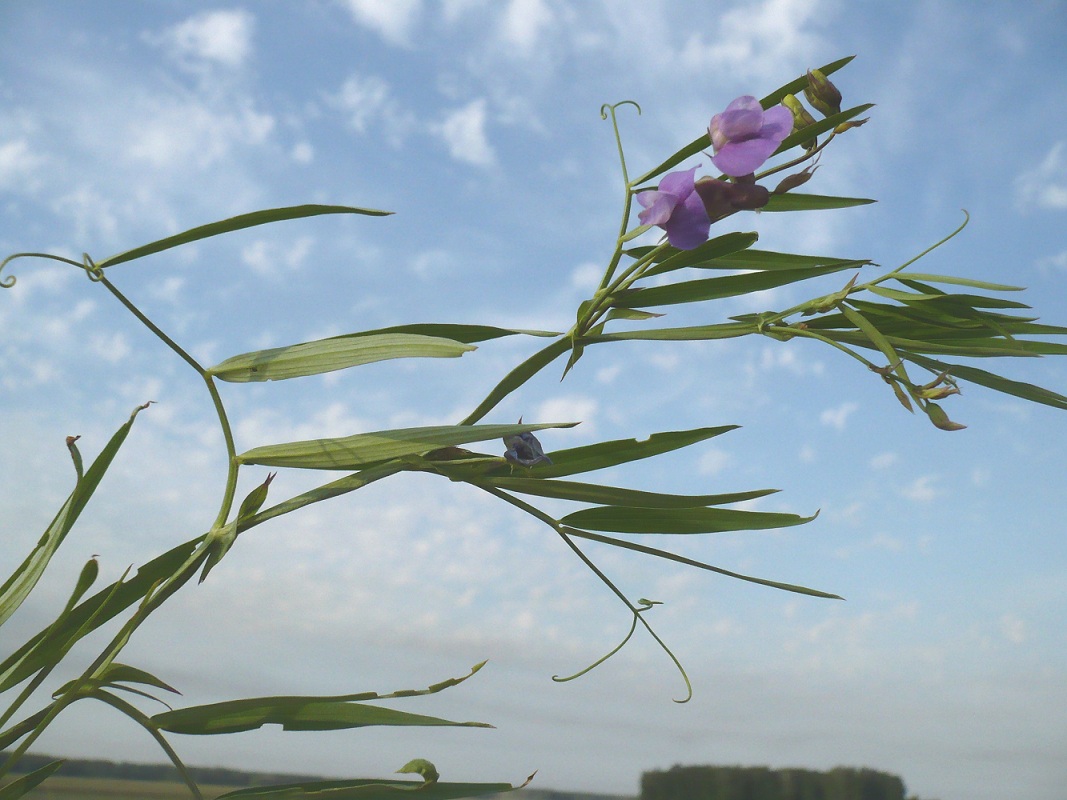 Изображение особи Lathyrus palustris.