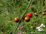 Asparagus officinalis